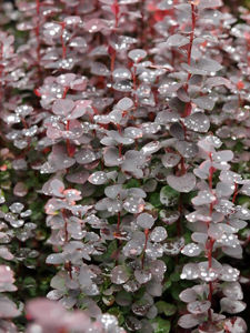 Bild von Berberis